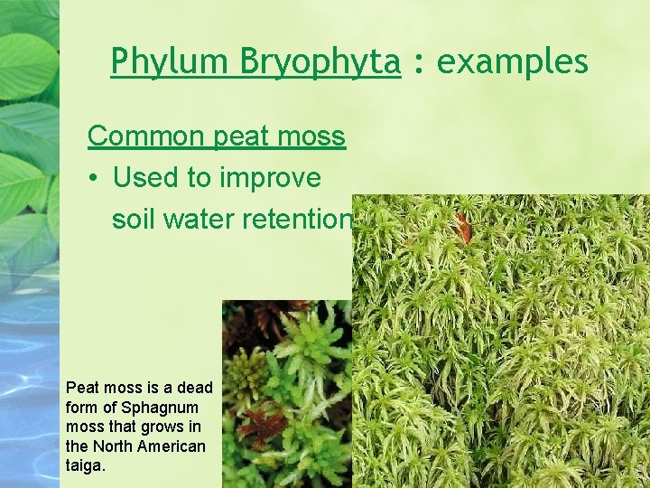 Phylum Bryophyta : examples Common peat moss • Used to improve soil water retention