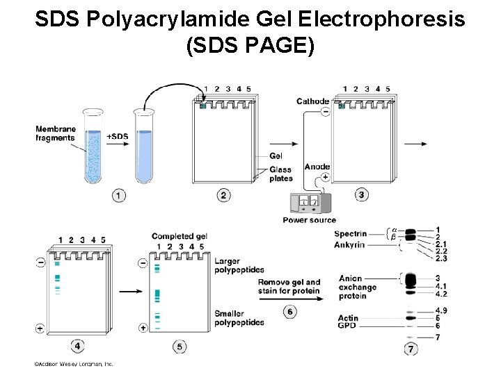 SDS Polyacrylamide Gel Electrophoresis (SDS PAGE) 