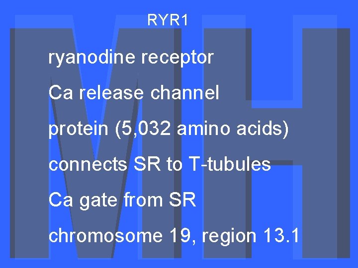 RYR 1 ryanodine receptor Ca release channel protein (5, 032 amino acids) connects SR