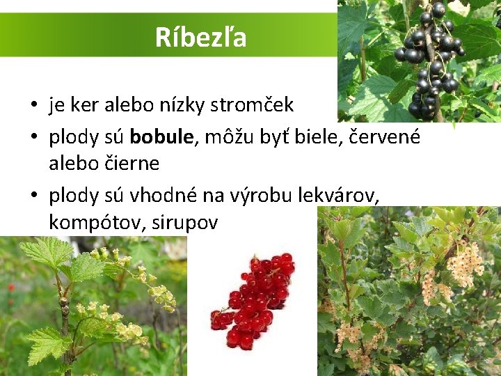 Ríbezľa • je ker alebo nízky stromček • plody sú bobule, môžu byť biele,