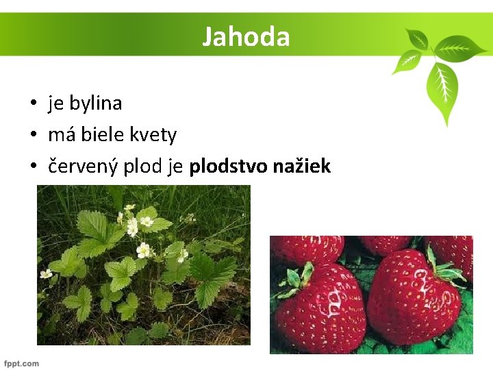 Jahoda • je bylina • má biele kvety • červený plod je plodstvo nažiek