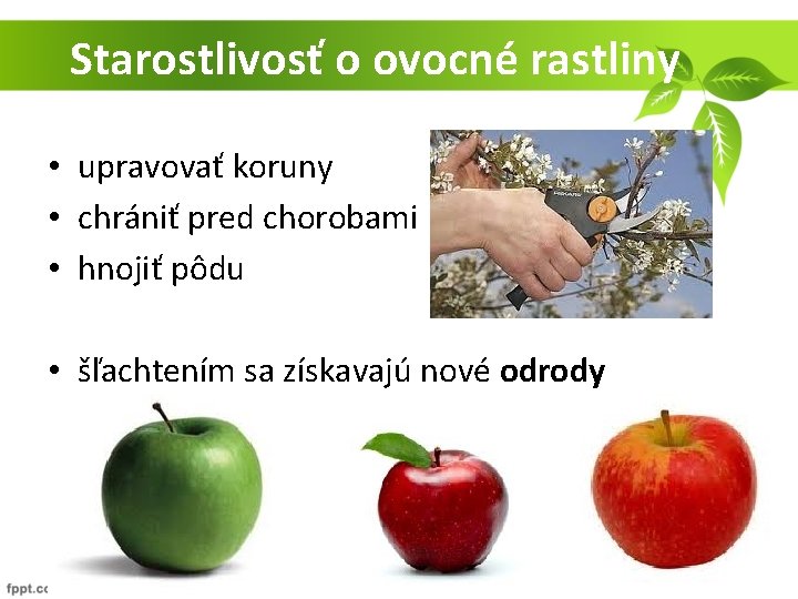 Starostlivosť o ovocné rastliny • upravovať koruny • chrániť pred chorobami • hnojiť pôdu