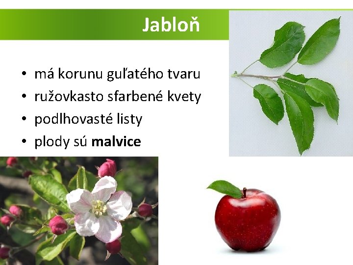 Jabloň • • má korunu guľatého tvaru ružovkasto sfarbené kvety podlhovasté listy plody sú