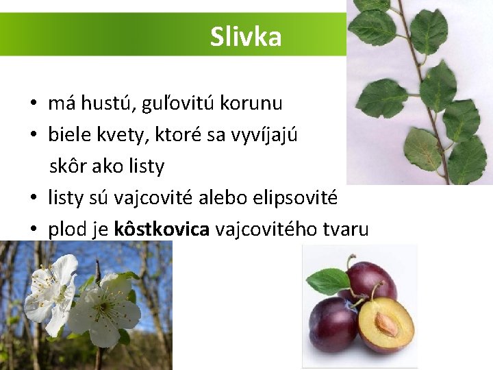 Slivka • má hustú, guľovitú korunu • biele kvety, ktoré sa vyvíjajú skôr ako