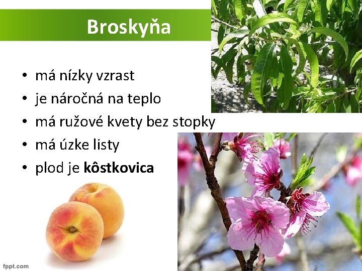 Broskyňa • • • má nízky vzrast je náročná na teplo má ružové kvety
