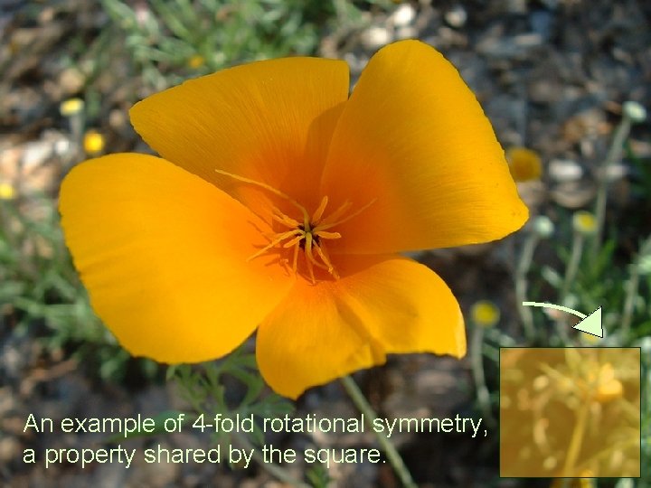 An example of 4 -fold rotational symmetry, a property shared by the square. 