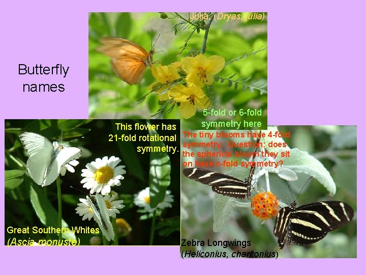 Julia, (Dryas, julia) Butterfly names 5 -fold or 6 -fold symmetry here This flower