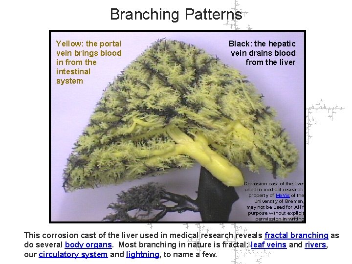 Branching Patterns Yellow: the portal vein brings blood in from the intestinal system Black: