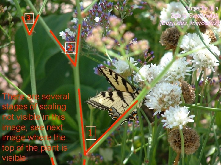 Butterfly is a Zebra Swallowtail (Eurytides, marcellus) 3 2 There are several stages of