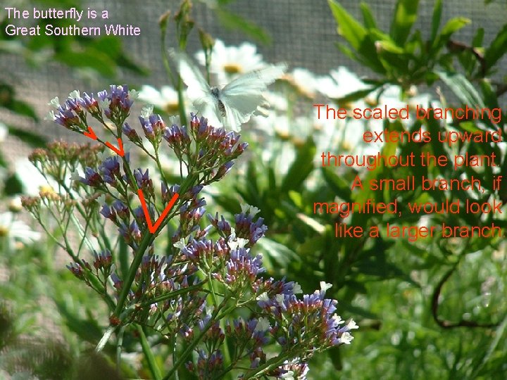 The butterfly is a Great Southern White The scaled branching extends upward throughout the