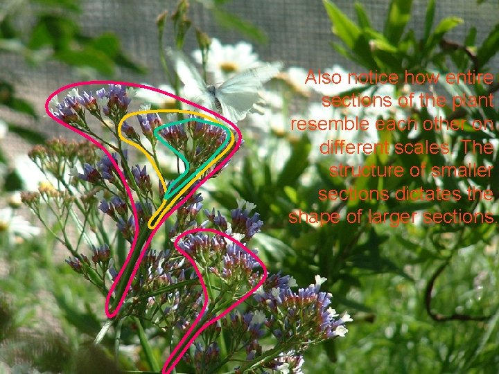 Also notice how entire sections of the plant resemble each other on different scales.