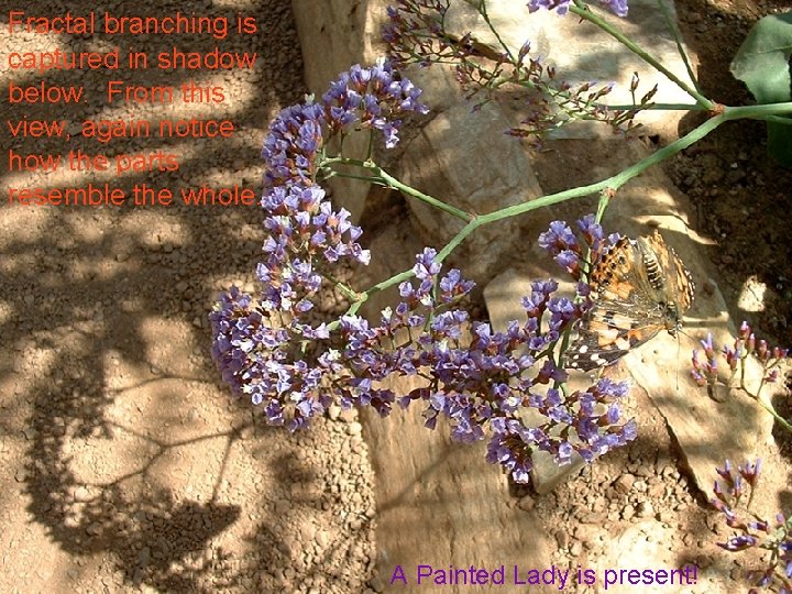 Fractal branching is captured in shadow below. From this view, again notice how the