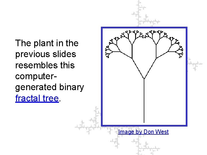 The plant in the previous slides resembles this computergenerated binary fractal tree. Image by