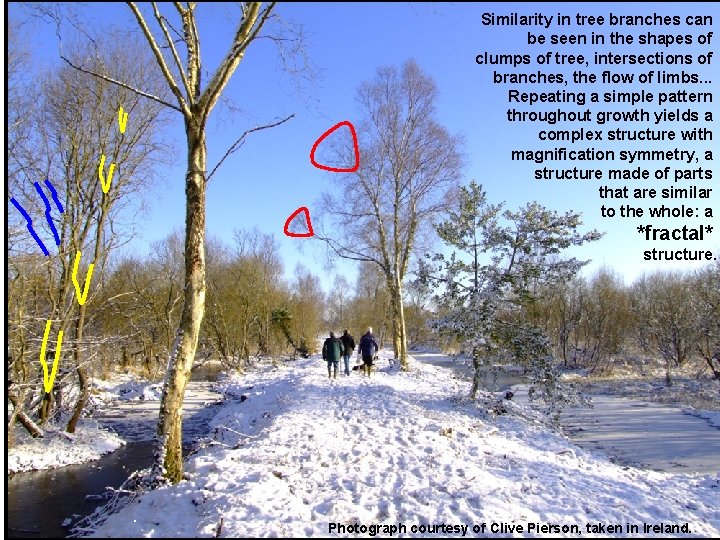 Similarity in tree branches can be seen in the shapes of clumps of tree,