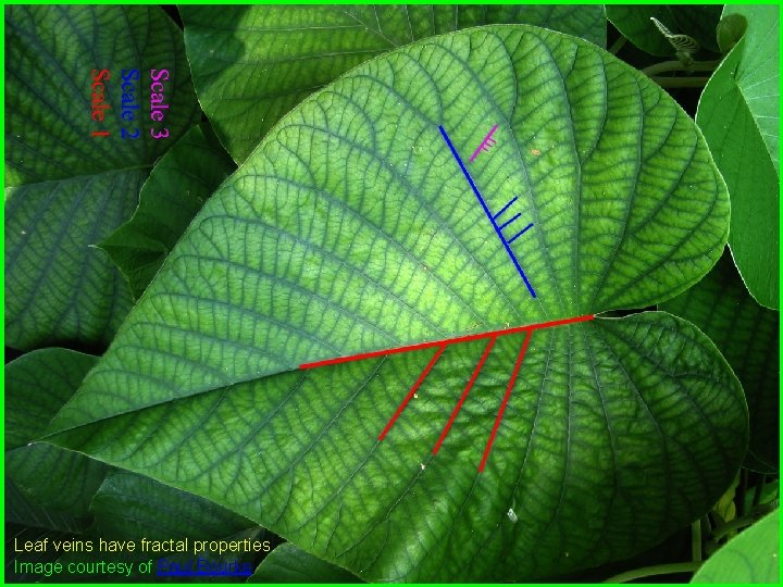 Leaf veins have fractal properties. Image courtesy of Paul Bourke 