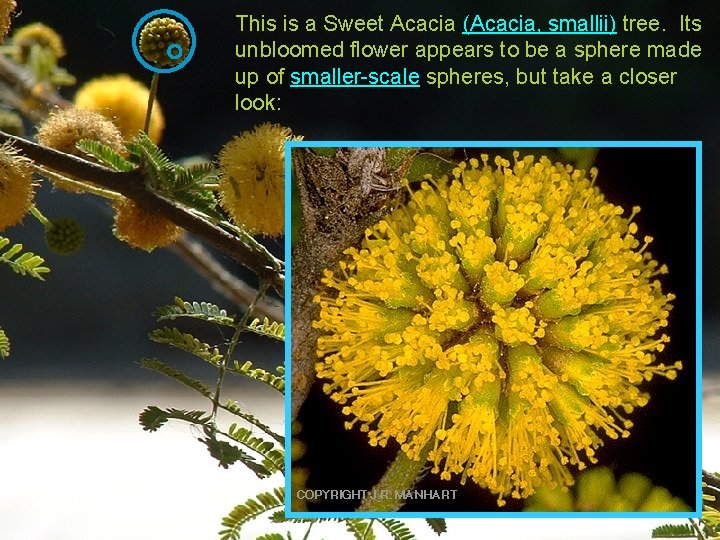 This is a Sweet Acacia (Acacia, smallii) tree. Its unbloomed flower appears to be