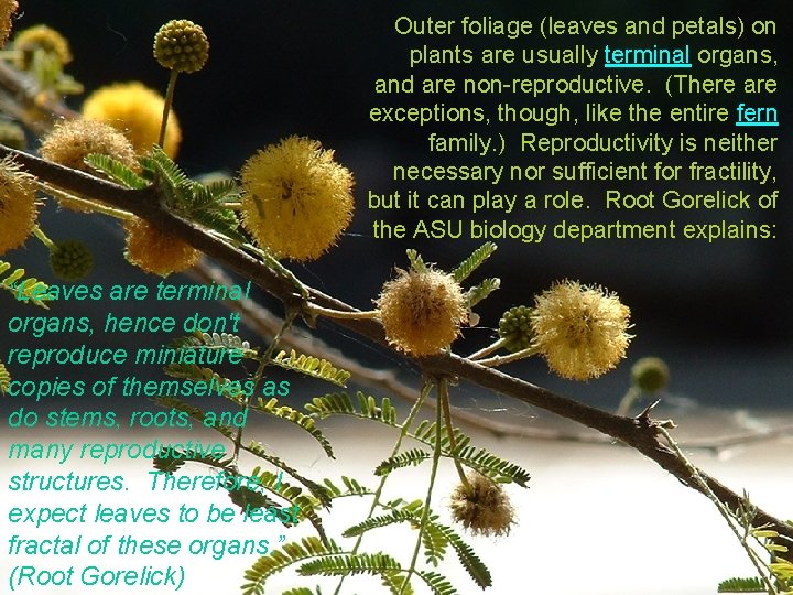 Outer foliage (leaves and petals) on plants are usually terminal organs, and are non-reproductive.