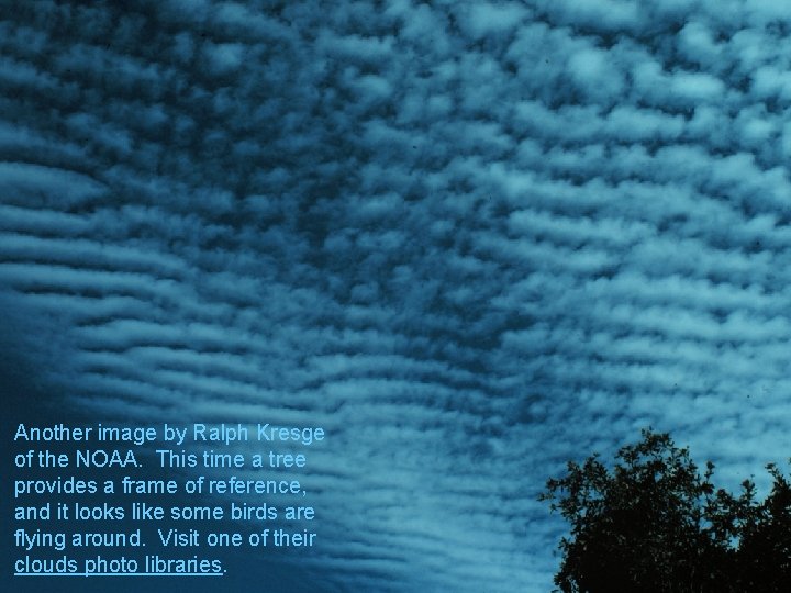 Another image by Ralph Kresge of the NOAA. This time a tree provides a