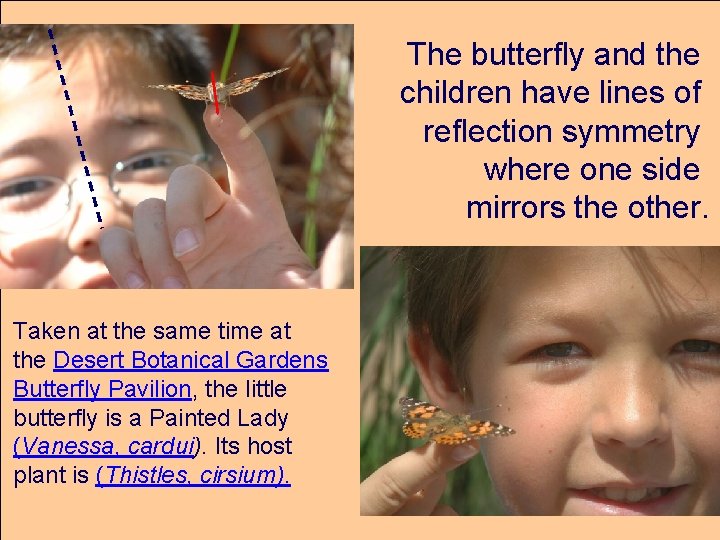 The butterfly and the children have lines of reflection symmetry where one side mirrors