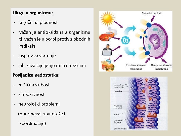 Uloga u organizmu: - utječe na plodnost - važan je antioksidans u organizmu tj.