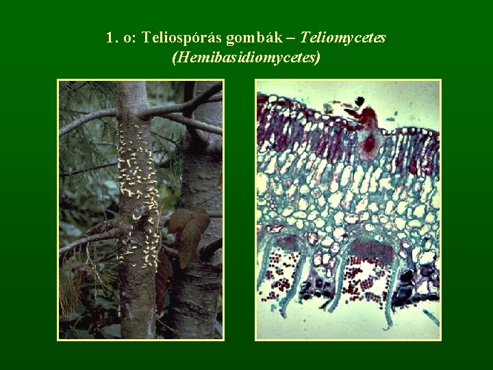 1. o: Teliospórás gombák – Teliomycetes (Hemibasidiomycetes) 