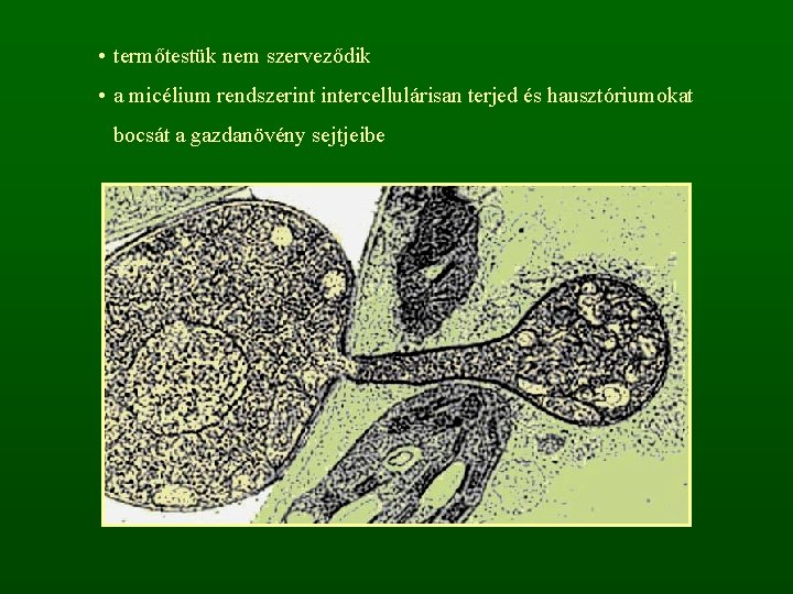  • termőtestük nem szerveződik • a micélium rendszerint intercellulárisan terjed és hausztóriumokat bocsát