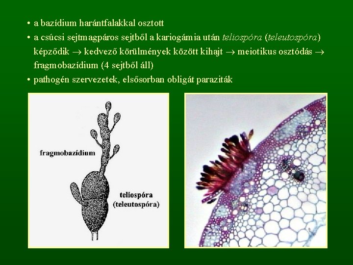  • a bazídium harántfalakkal osztott • a csúcsi sejtmagpáros sejtből a kariogámia után