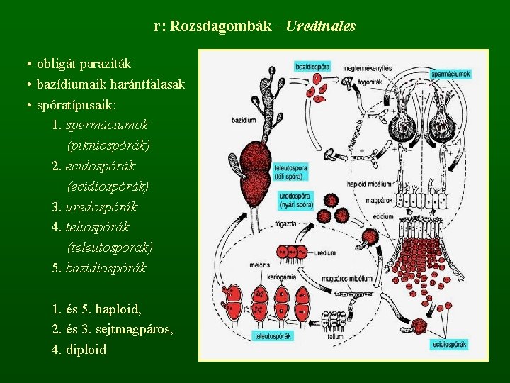 r: Rozsdagombák - Uredinales • obligát paraziták • bazídiumaik harántfalasak • spóratípusaik: 1. spermáciumok