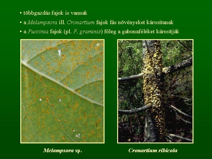  • többgazdás fajok is vannak • a Melampsora ill. Cronartium fajok fás növényeket