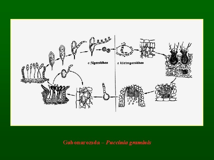 Gabonarozsda – Puccinia graminis 