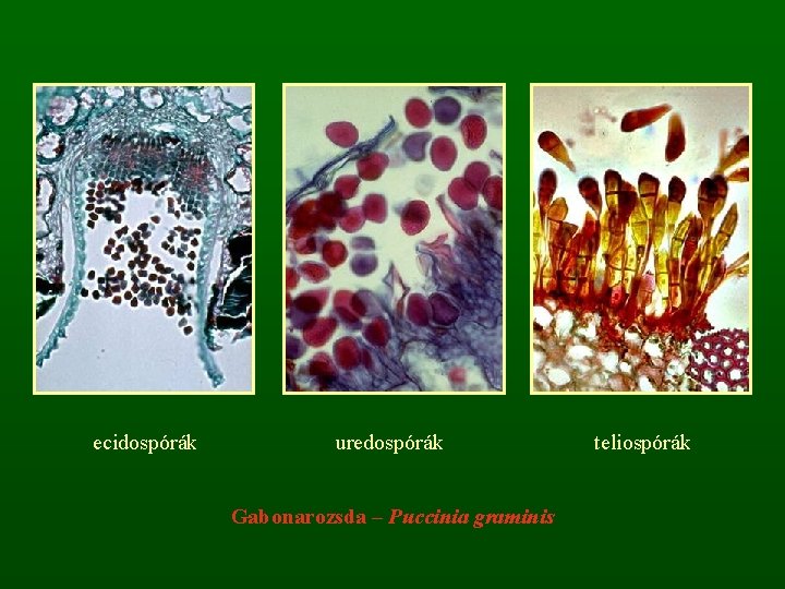 ecidospórák uredospórák Gabonarozsda – Puccinia graminis teliospórák 