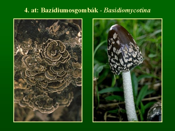 4. at: Bazídiumosgombák - Basidiomycotina 