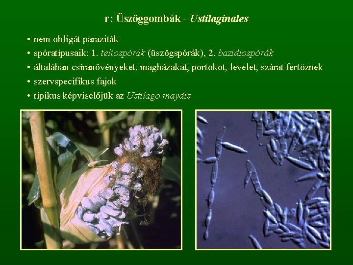 r: Üszöggombák - Ustilaginales • • • nem obligát paraziták spóratípusaik: 1. teliospórák (üszögspórák),