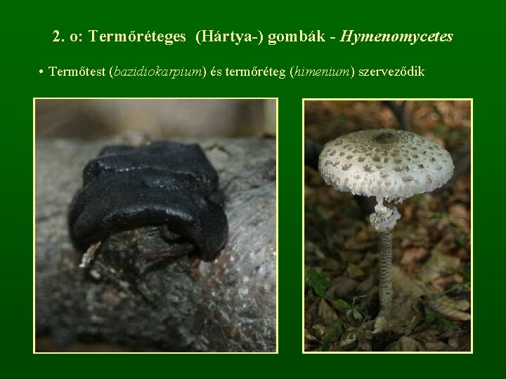 2. o: Termőréteges (Hártya-) gombák - Hymenomycetes • Termőtest (bazidiokarpium) és termőréteg (himenium) szerveződik