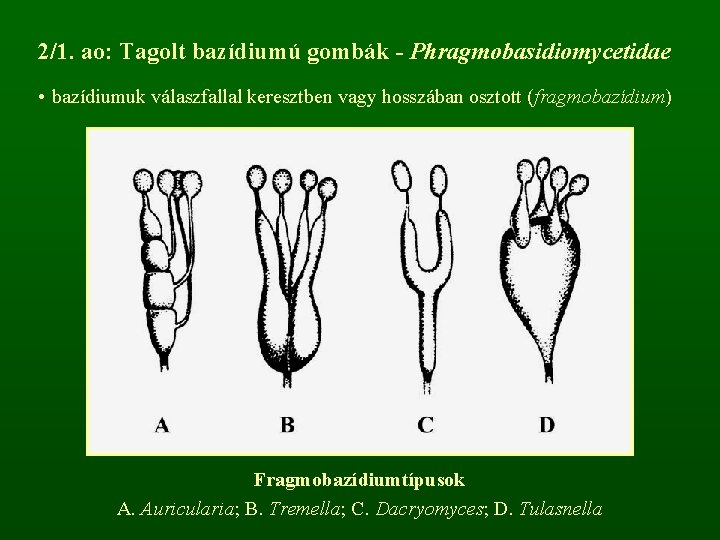 2/1. ao: Tagolt bazídiumú gombák - Phragmobasidiomycetidae • bazídiumuk válaszfallal keresztben vagy hosszában osztott