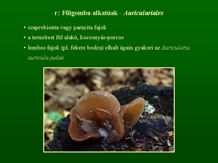 r: Fülgomba-alkatúak - Auriculariales • szaprobionta vagy parazita fajok • a termőtest fül alakú,