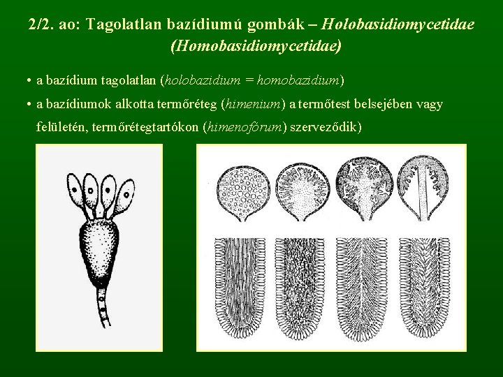 2/2. ao: Tagolatlan bazídiumú gombák – Holobasidiomycetidae (Homobasidiomycetidae) • a bazídium tagolatlan (holobazidium =