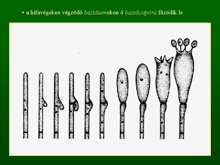  • a hifavégeken végződő bazídiumokon 4 bazidiospóra fűződik le 