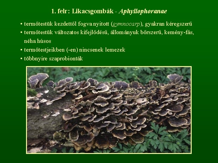 1. felr: Likacsgombák - Aphyllophoranae • termőtestük kezdettől fogva nyitott (gymnocarp), gyakran kéregszerű •