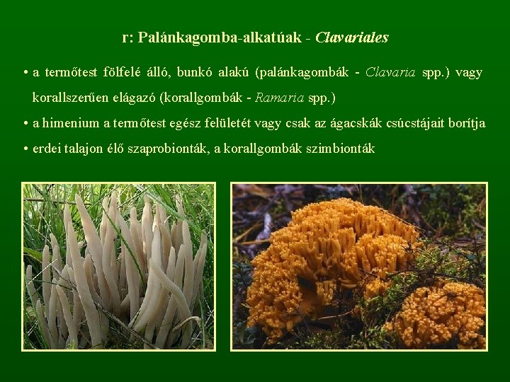 r: Palánkagomba-alkatúak - Clavariales • a termőtest fölfelé álló, bunkó alakú (palánkagombák - Clavaria