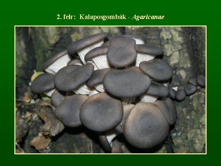 2. felr: Kalaposgombák - Agaricanae 