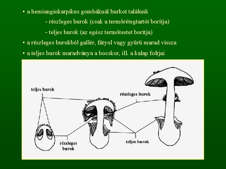  • a hemiangiokarpikus gombáknál burkot találunk - részleges burok (csak a termőrétegtartót borítja)