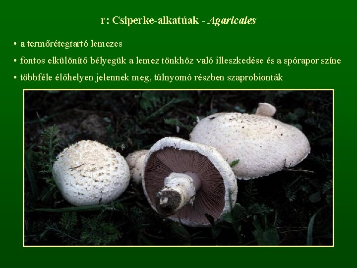 r: Csiperke-alkatúak - Agaricales • a termőrétegtartó lemezes • fontos elkülönítő bélyegük a lemez