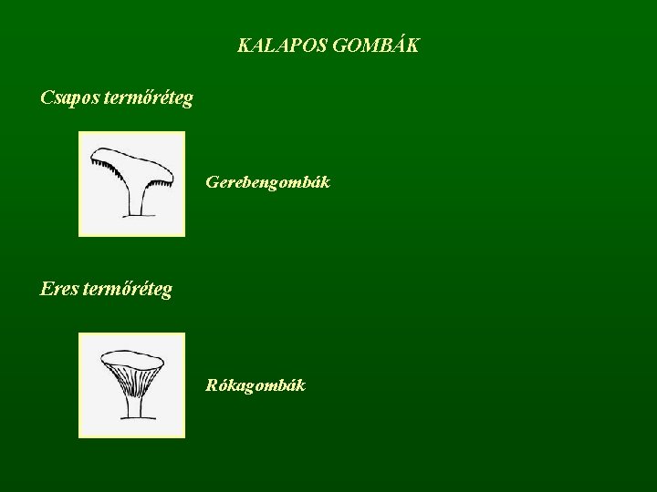 KALAPOS GOMBÁK Csapos termőréteg Gerebengombák Eres termőréteg Rókagombák 