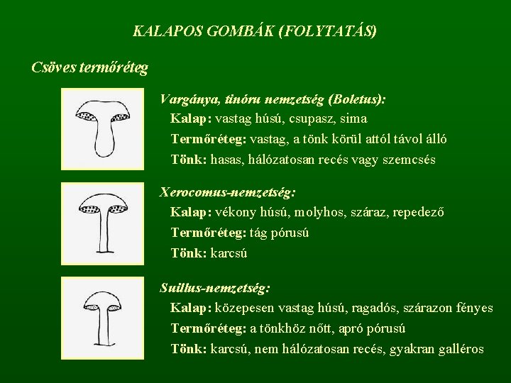 KALAPOS GOMBÁK (FOLYTATÁS) Csöves termőréteg Vargánya, tinóru nemzetség (Boletus): Kalap: vastag húsú, csupasz, sima