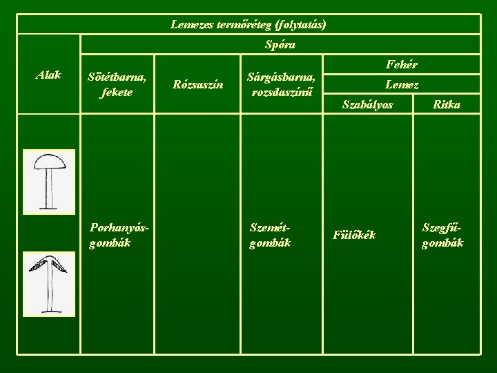 Lemezes termőréteg (folytatás) Spóra Alak Sötétbarna, fekete Porhanyósgombák Rózsaszín Sárgásbarna, rozsdaszínű Szemétgombák Fehér Lemez