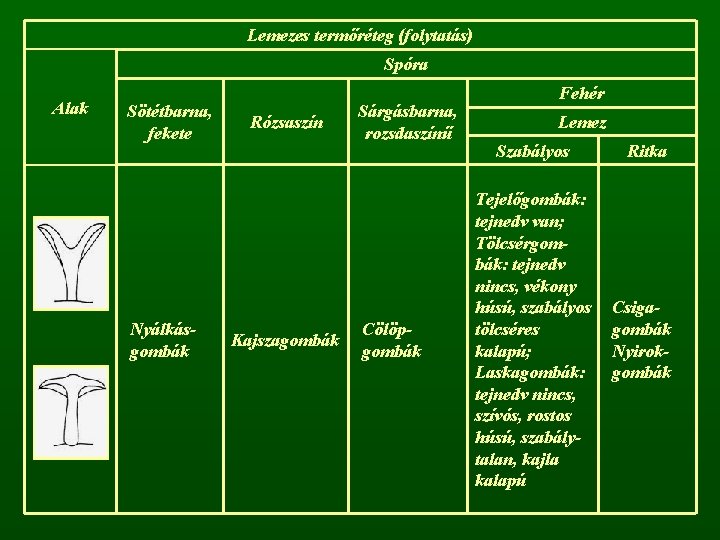 Lemezes termőréteg (folytatás) Spóra Alak Sötétbarna, fekete Nyálkásgombák Rózsaszín Kajszagombák Sárgásbarna, rozsdaszínű Cölöpgombák Fehér