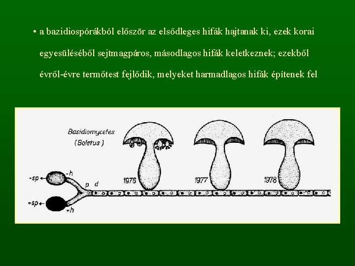  • a bazidiospórákból először az elsődleges hifák hajtanak ki, ezek korai egyesüléséből sejtmagpáros,