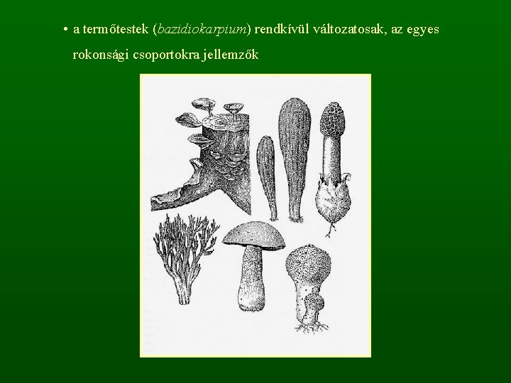  • a termőtestek (bazidiokarpium) rendkívül változatosak, az egyes rokonsági csoportokra jellemzők 