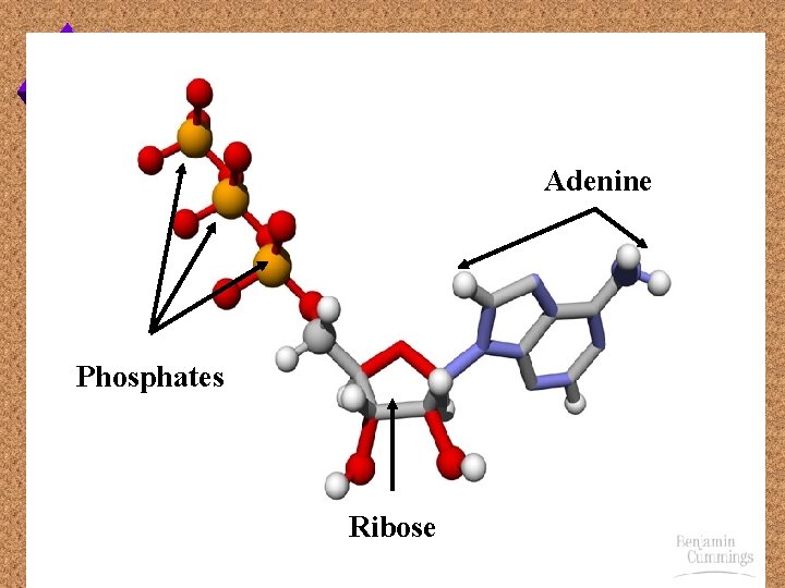 Adenine Phosphates Ribose 